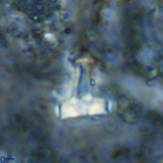 Swapansahooia maghredaswampensis 38834
