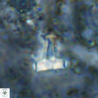Swapansahooia maghredaswampensis 38834