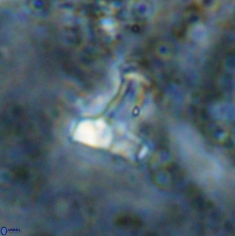 Swapansahooia maghredaswampensis 38835