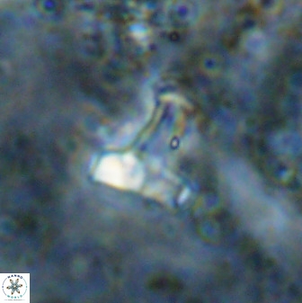 Swapansahooia maghredaswampensis 38835