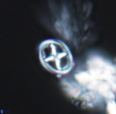 Staurolithites peristrefomeno 2328