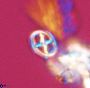 Staurolithites peristrefomeno 2329