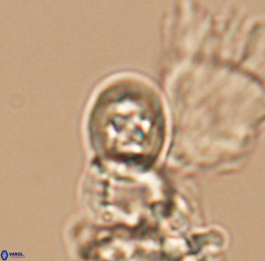 Staurolithites peristrefomeno 2334