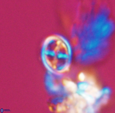 Staurolithites peristrefomeno 2331