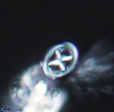 Staurolithites peristrefomeno 2332