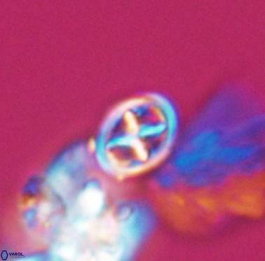 Staurolithites peristrefomeno 2333