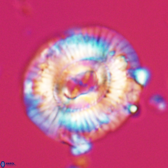 Sullivania mutatus 26073