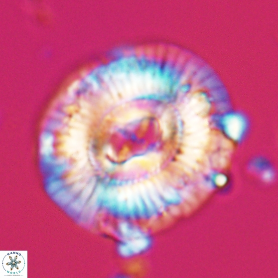 Sullivania mutatus 26073