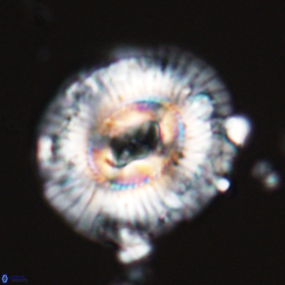 Sullivania mutatus 26074