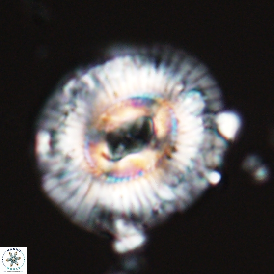 Sullivania mutatus 26074