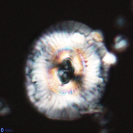 Sullivania mutatus 26075