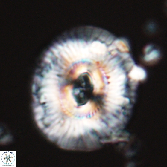 Sullivania mutatus 26075