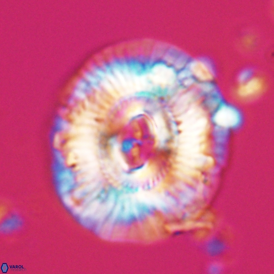 Sullivania mutatus 26076