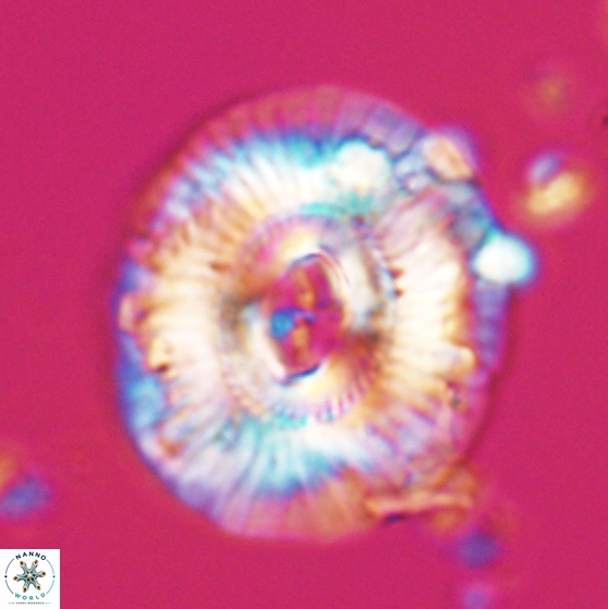 Sullivania mutatus 26076