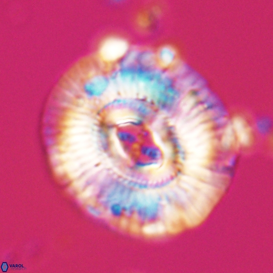 Sullivania mutatus 26077