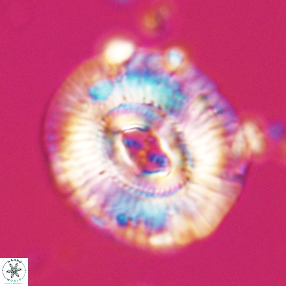 Sullivania mutatus 26077