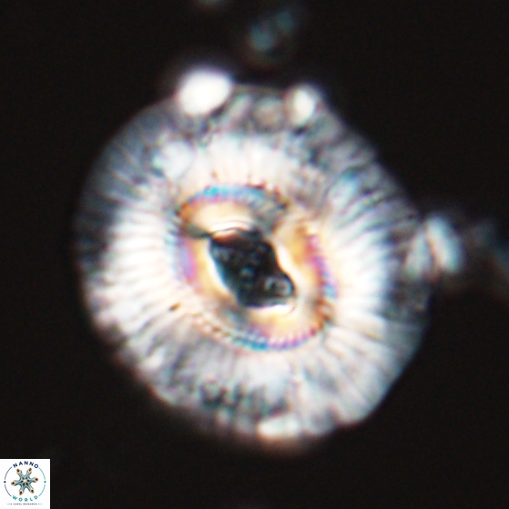 Sullivania mutatus 26078