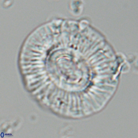 Sullivania mutatus 26079