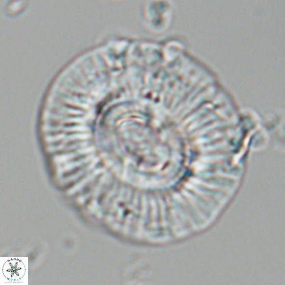 Sullivania mutatus 26079