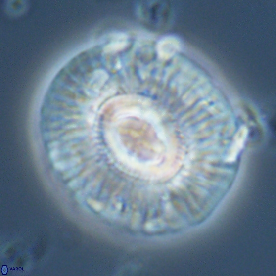 Sullivania mutatus 26080