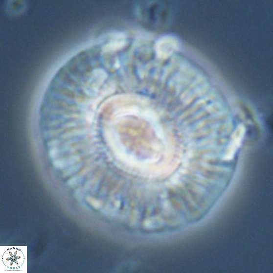 Sullivania mutatus 26080