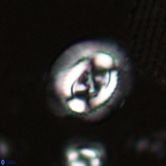 Sullivania nitida VR 024783