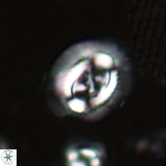 Sullivania nitida VR 024783