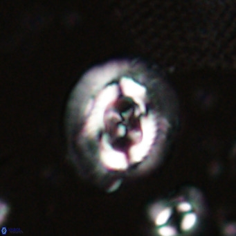 Sullivania nitida VR 024786
