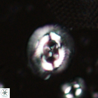 Sullivania nitida VR 024786