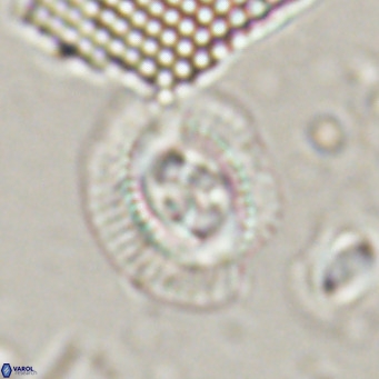 Sullivania nitida VR 024789