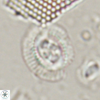 Sullivania nitida VR 024789