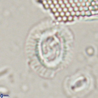 Sullivania nitida VR 024790