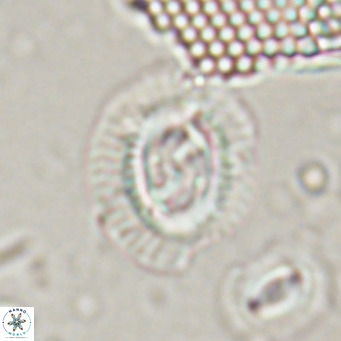 Sullivania nitida VR 024790