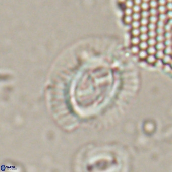 Sullivania nitida VR 024792