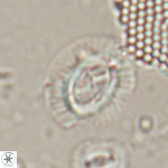 Sullivania nitida VR 024792