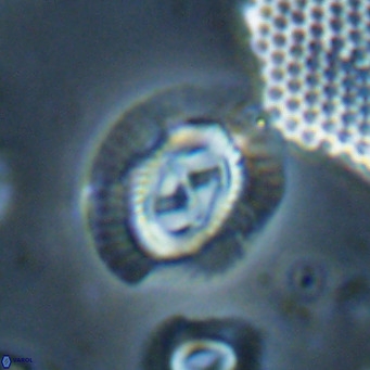 Sullivania nitida VR 024793