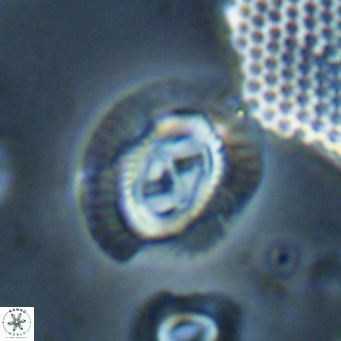 Sullivania nitida VR 024793