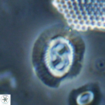 Sullivania nitida VR 024794