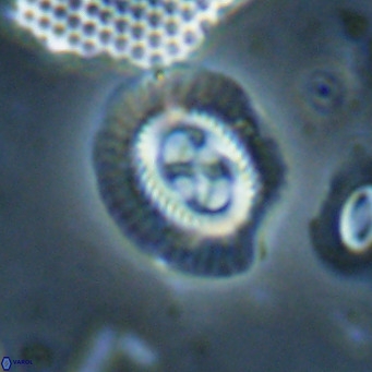Sullivania nitida VR 024796