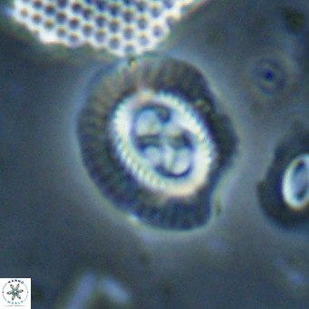 Sullivania nitida VR 024796