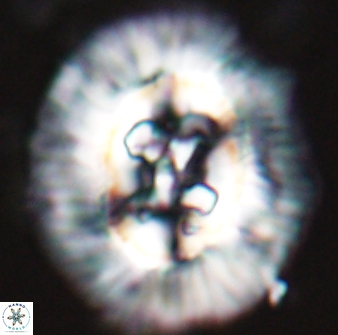 Sullivania californica 22374