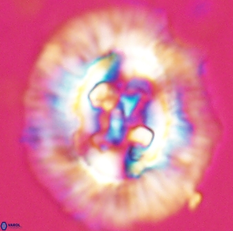 Sullivania californica 22375