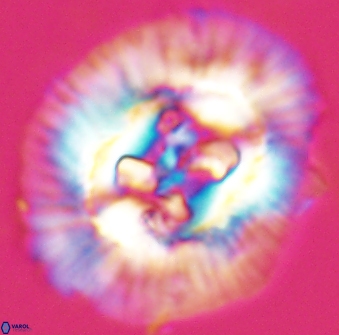 Sullivania californica 22376