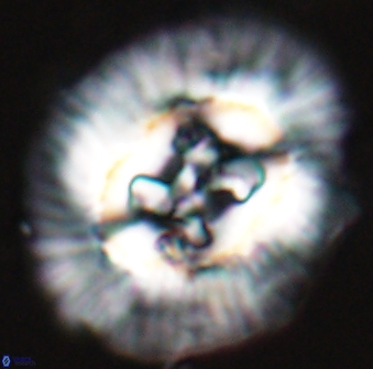 Sullivania californica 22377