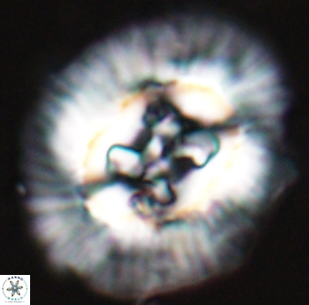 Sullivania californica 22377