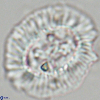 Sullivania californica 22378