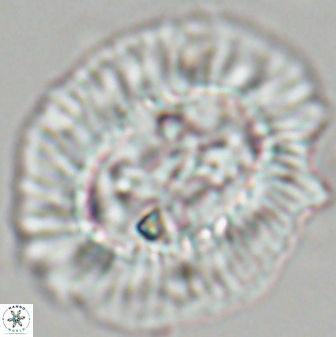 Sullivania californica 22378