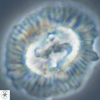 Sullivania californica 22379