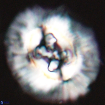 Sullivania californica 22372