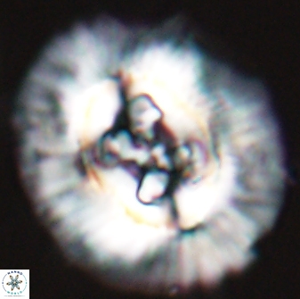 Sullivania californica 22372